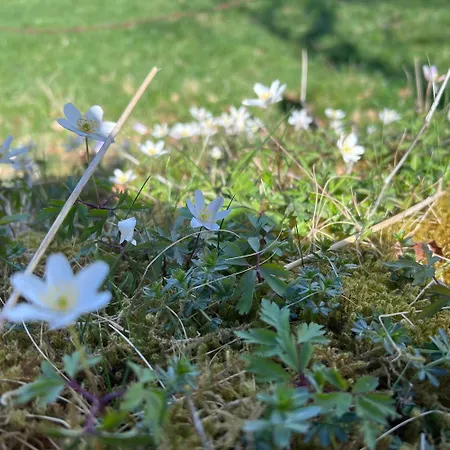 Am Diemelglueck Apartament *