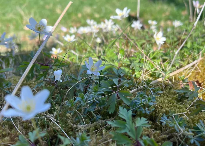 Am Diemelglueck Apartman *